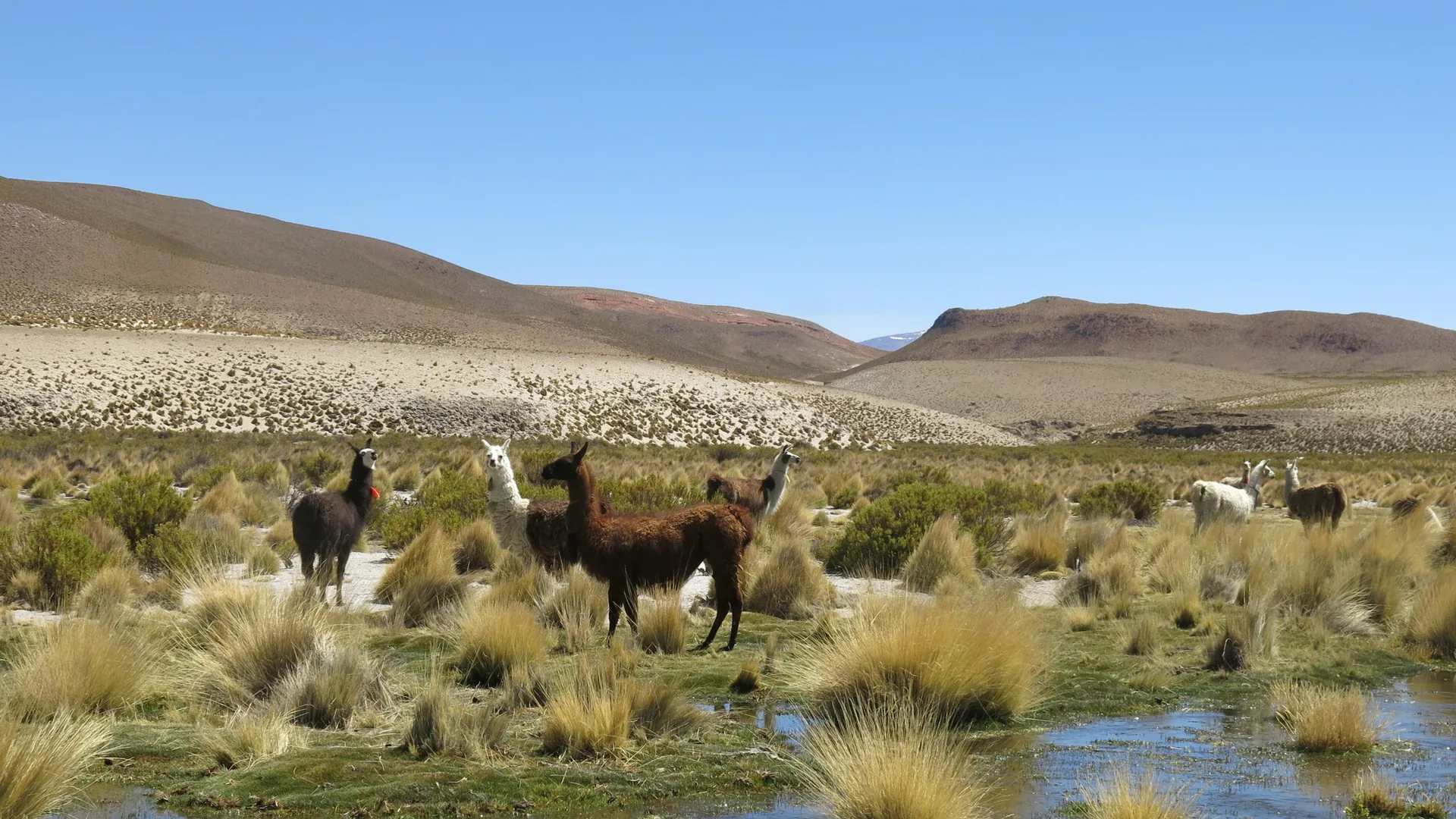 Ecología y Biodiversidad