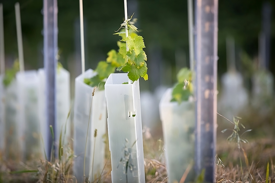 Vegetación plantada y protegida: Compensaciones y Obras para Restauración y Mitigación