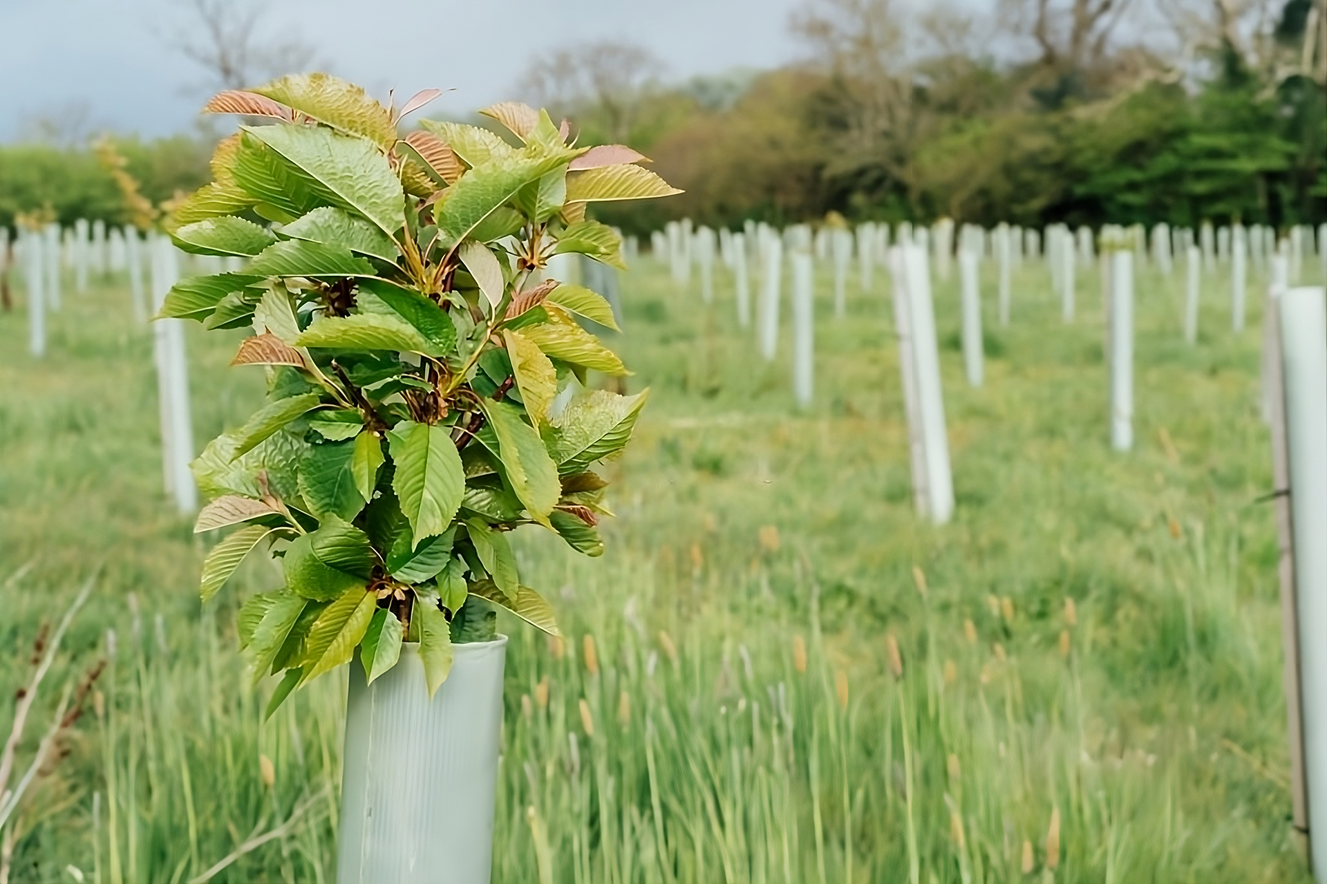 Árbol joven protegido: Compensaciones y Obras para Reforestación y Restauración Ambiental