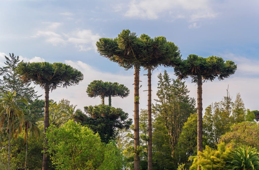Árboles nativos en bosque. Su Conservación y Manejo Forestal son clave para la Biodiversidad