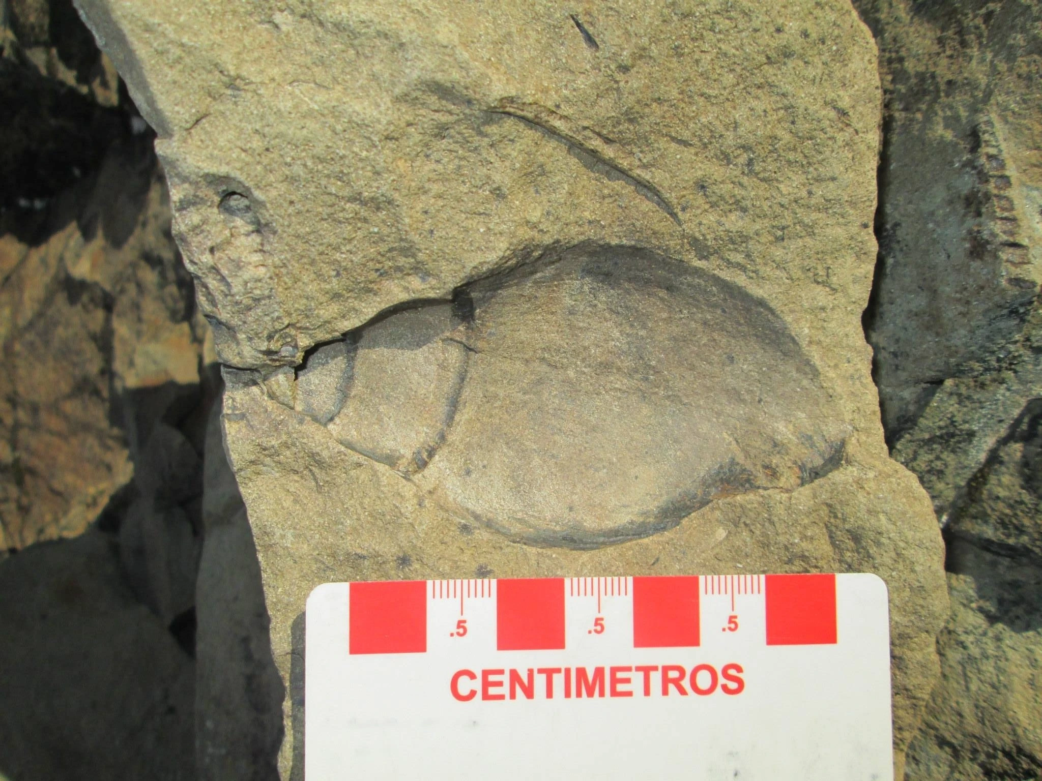 Registro fotográfico de un resto fósil in situ documentado sistemáticamente con escala métrica de referencia.