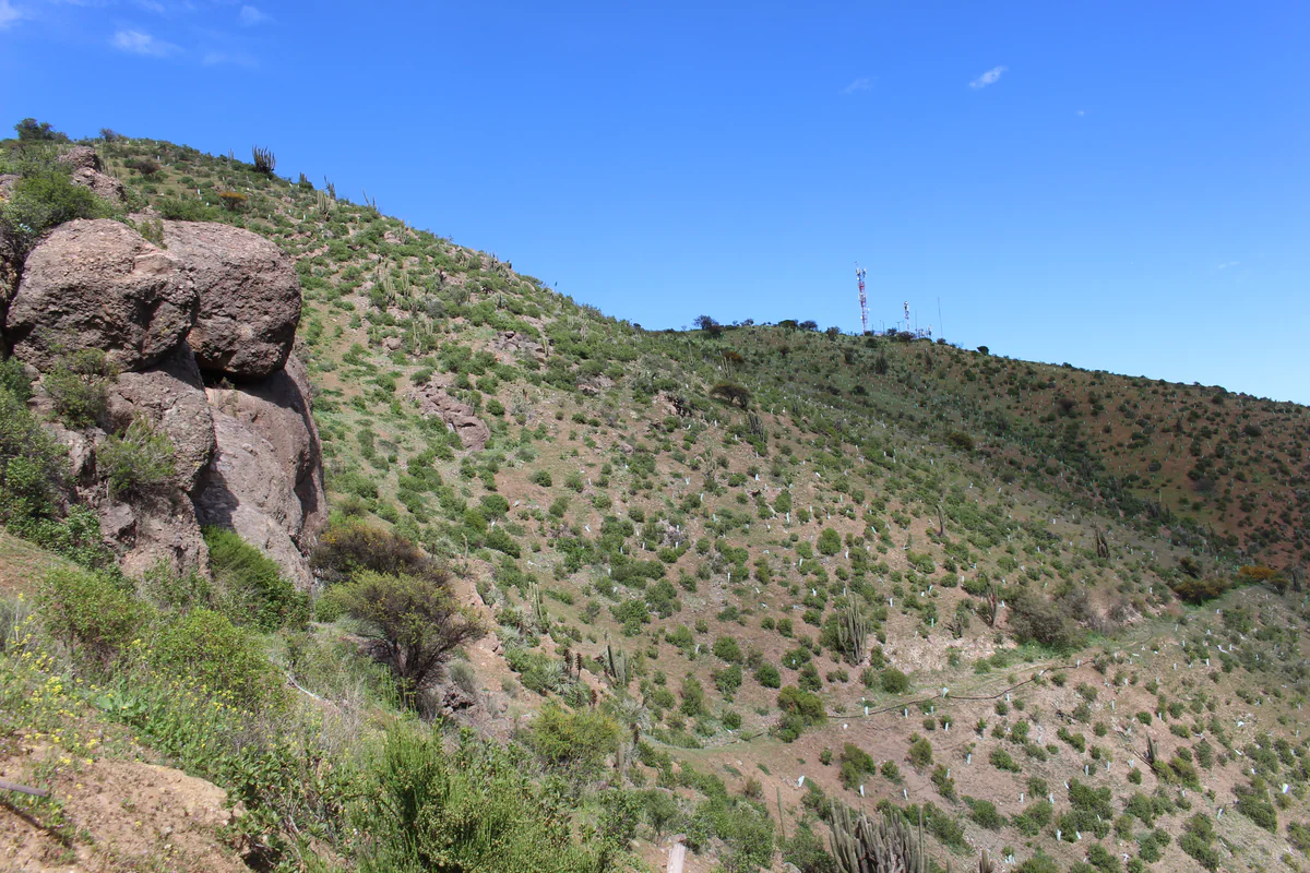 Compensación forestal — Fundo Lonquén