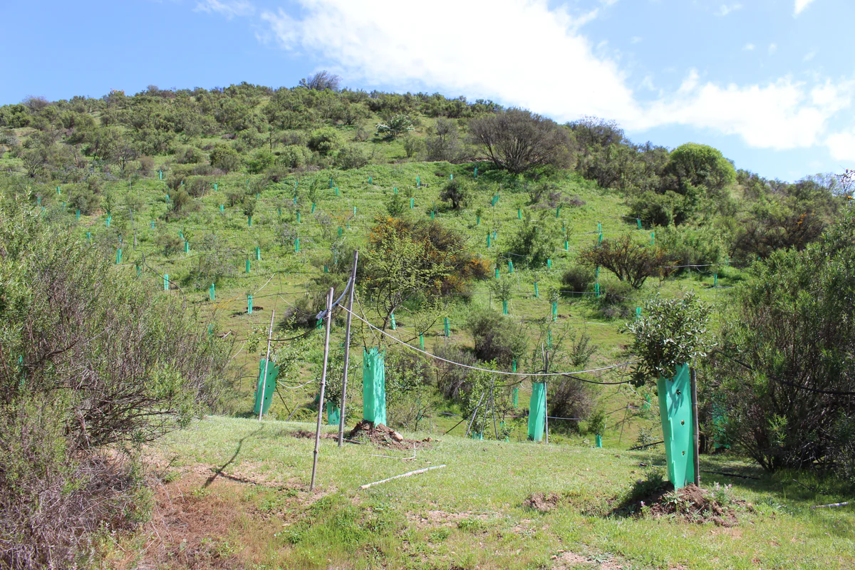 Fundo El Arco — Lonquén