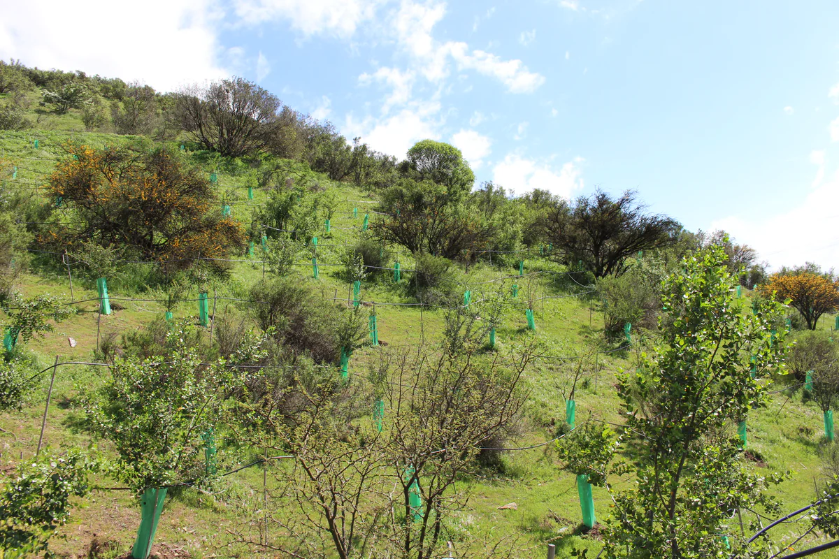 Reforestación ORBE — Lonquén