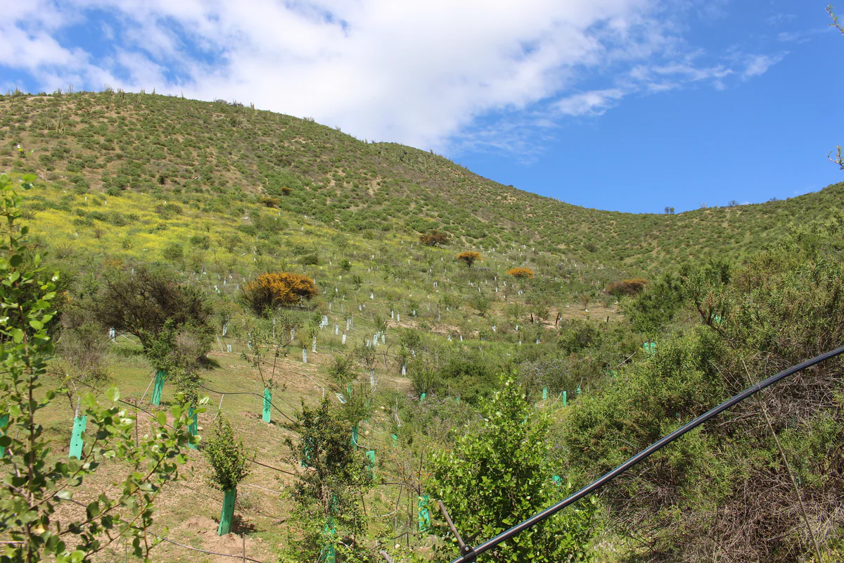 Cobertura vegetal — Fundo Lonquén
