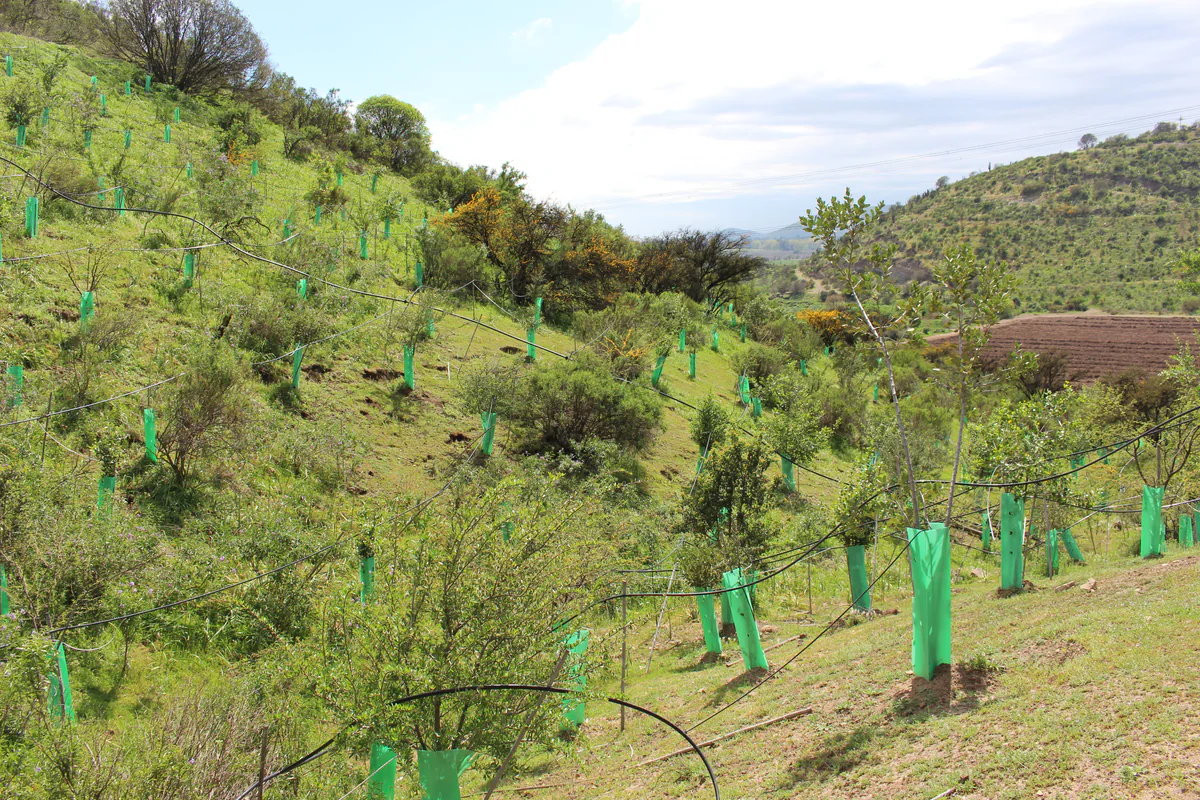Territorio — Fundo Lonquén