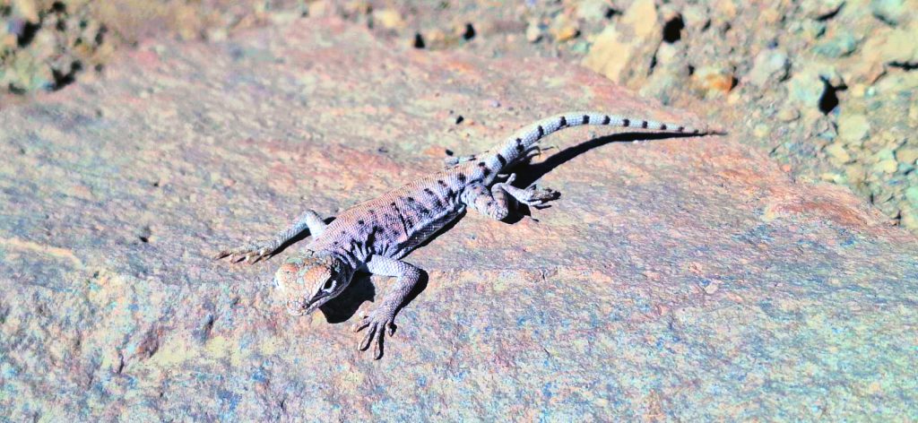 Dragón de Torres Mura