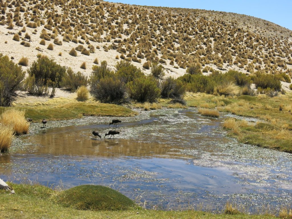 Comprometidos con el recurso más vital: Hitos de ORBE con el marco del agua
