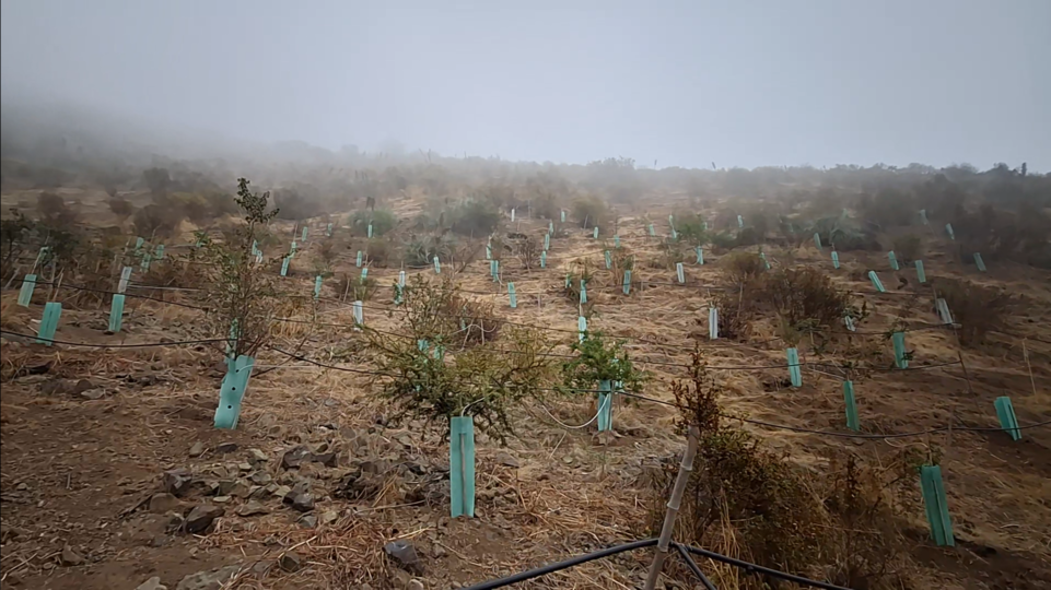 INDESA Lonquén: reforestación con riego tecnificado y gestión prolongada para asegurar el bosque del futuro

