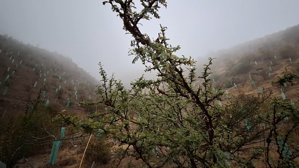 INDESA Lonquén: reforestación con riego tecnificado y gestión prolongada para asegurar el bosque del futuro
