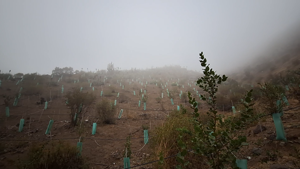 Reforestación en Lonquén: Un Caso de Éxito de ORBE
