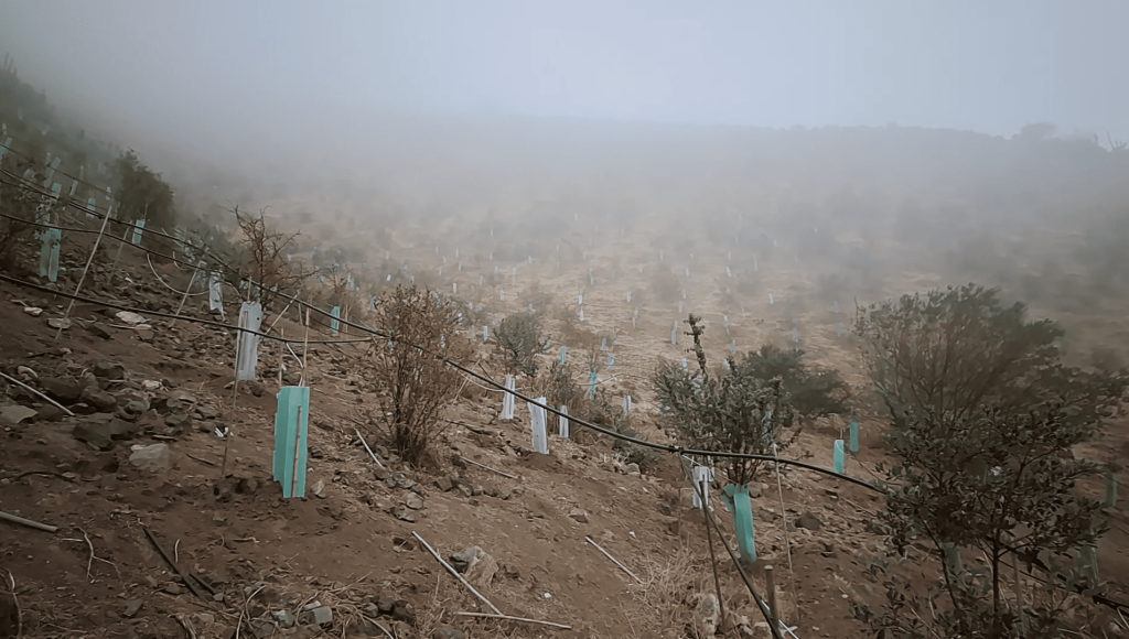 Reforestación en Lonquén: Un Caso de Éxito de ORBE

