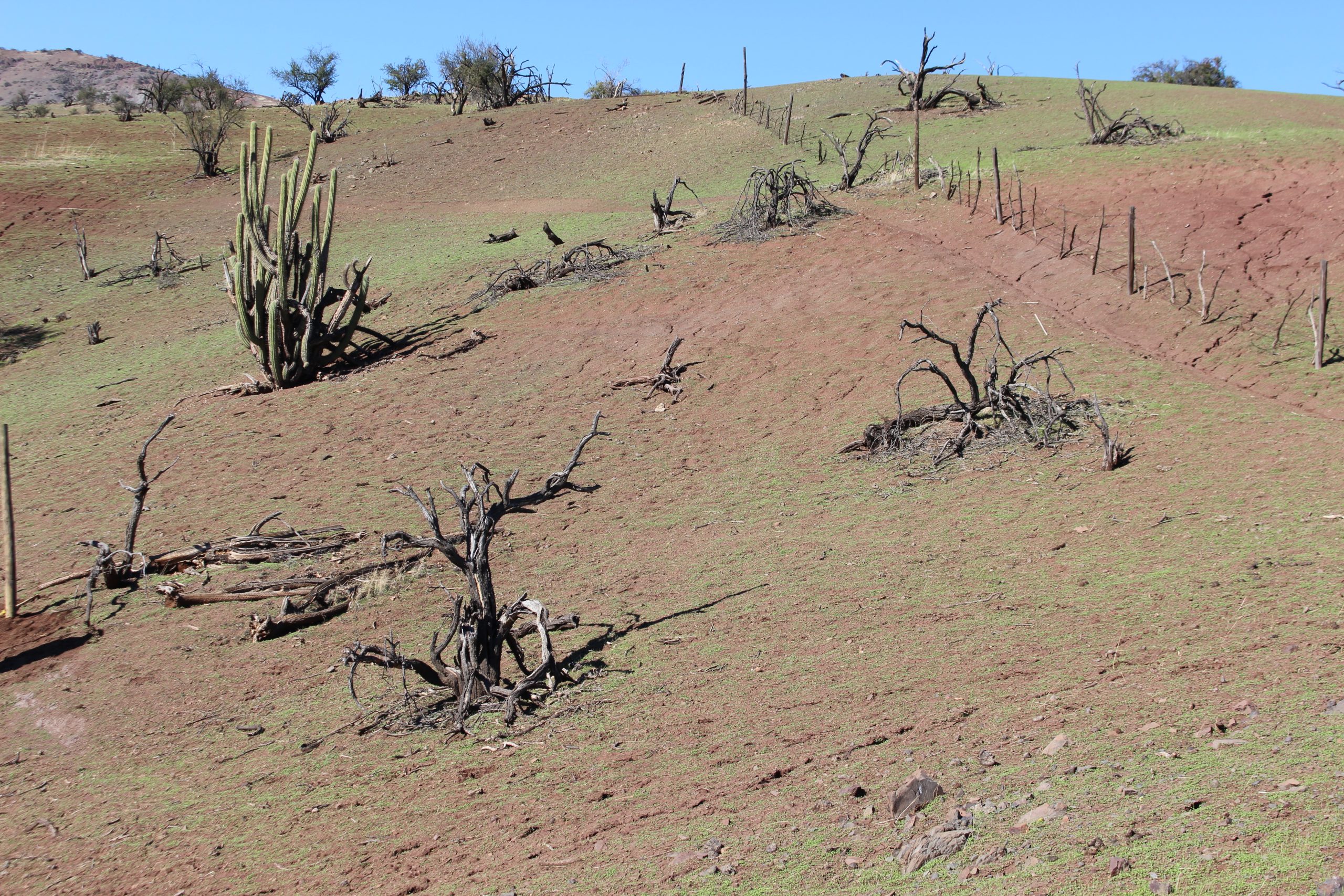 ORBE pone Puesta en Marcha al proyecto Reforestación Chacabuco en la comuna de Colina