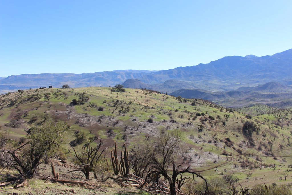 ORBE pone Puesta en Marcha al proyecto Reforestación Chacabuco en la comuna de Colina