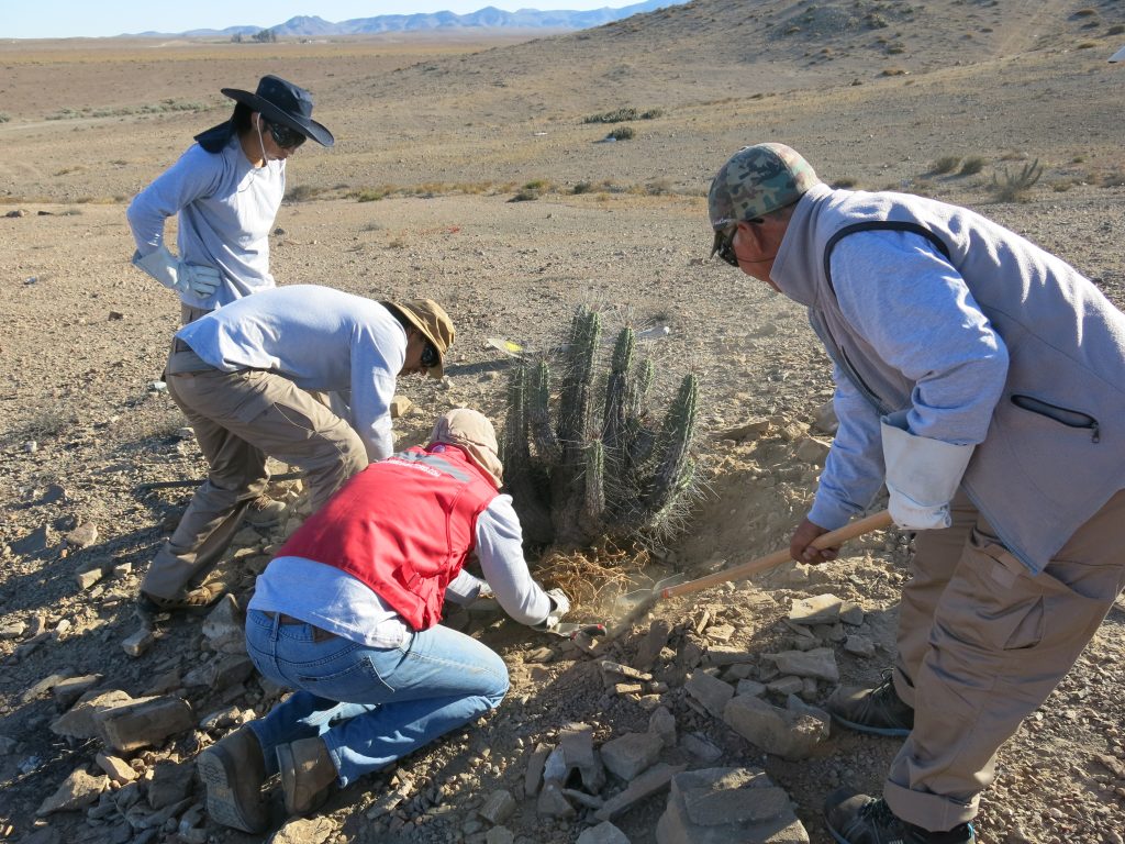 Rescate y relocalización de cactáceas nativas en proyectos solares de Atacama: Un caso de Éxito de ORBE